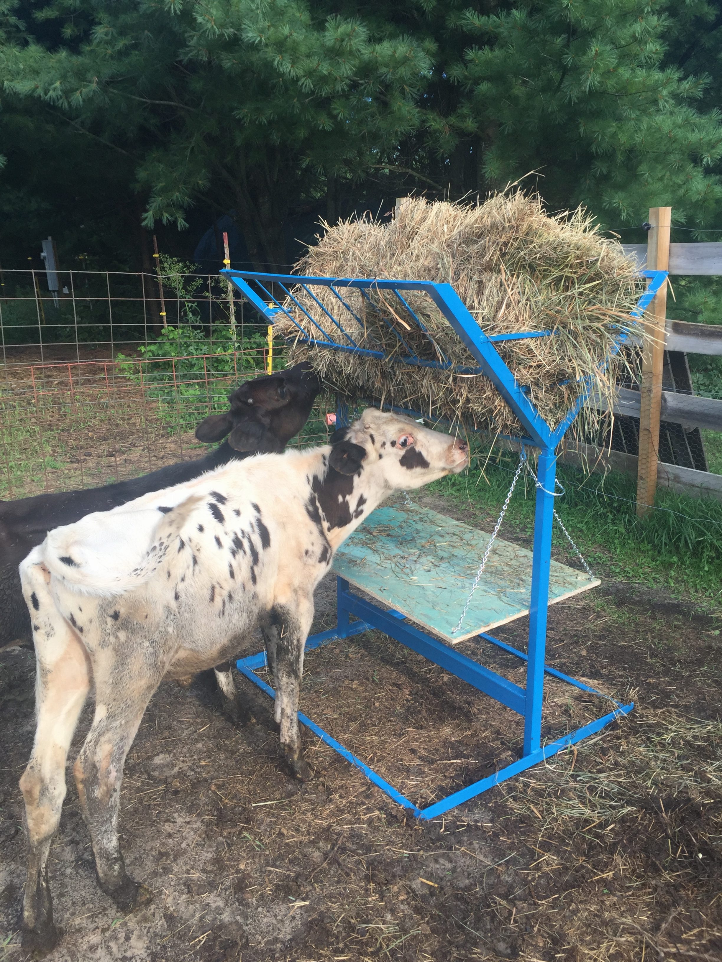 Square Hay Bale Feeder