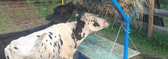 Square Hay Bale Feeder